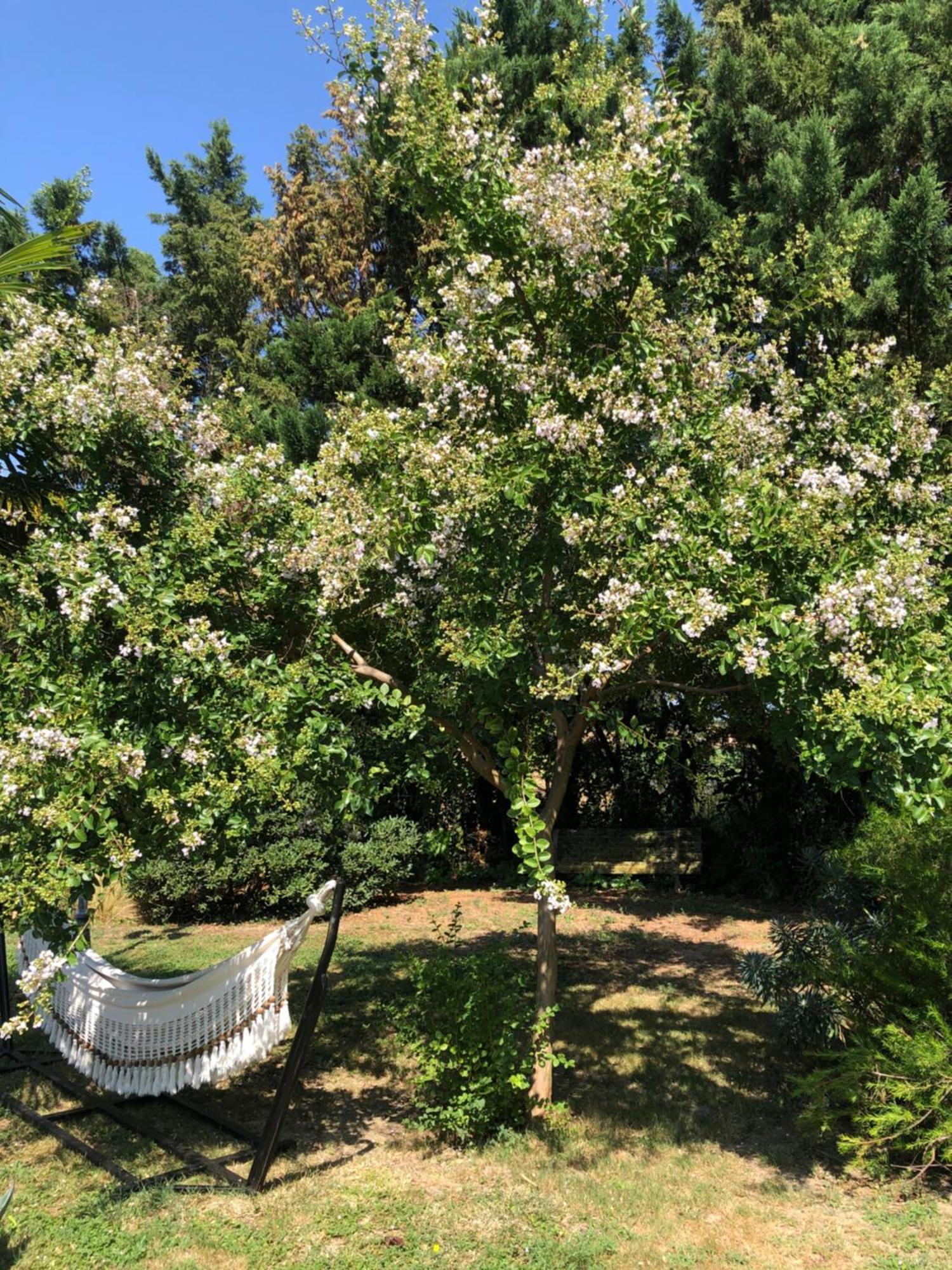 Bed and Breakfast La Bastide De Negra Montesquieu-Lauragais Esterno foto