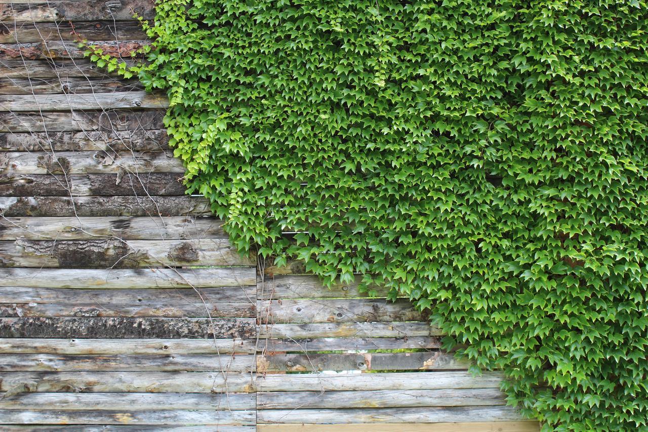 Bed and Breakfast La Bastide De Negra Montesquieu-Lauragais Esterno foto